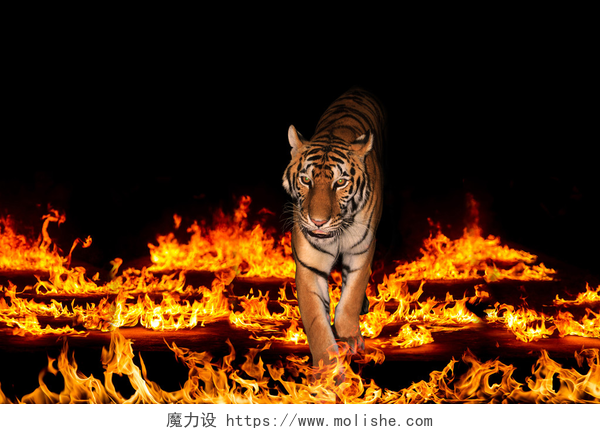 在黑色的背景野生老虎在燃烧的火焰上行走老虎在燃烧的火焰